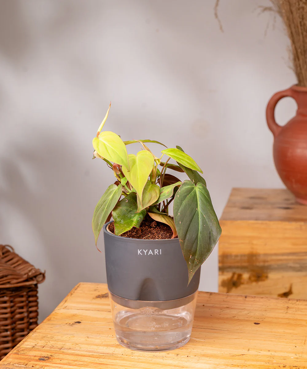 Philodendron Micans Plant With Self Watering Pot - Image 37