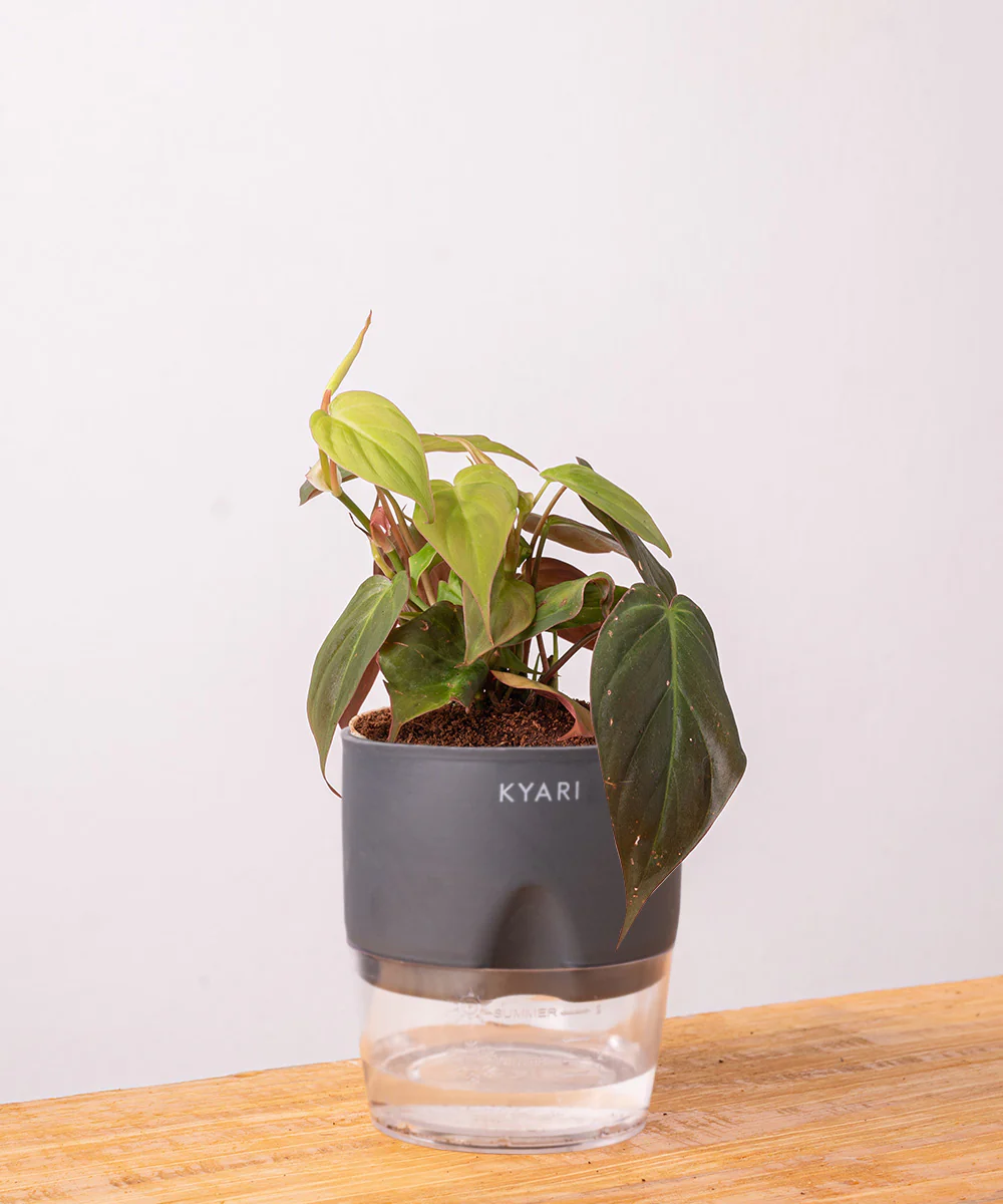 Philodendron Micans Plant With Self Watering Pot - Image 38