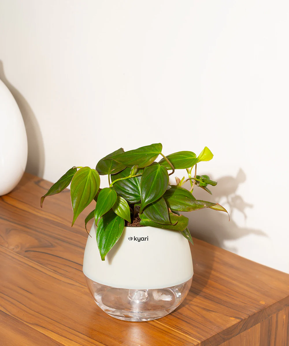 Philodendron Micans Plant With Self Watering Pot - Image 43