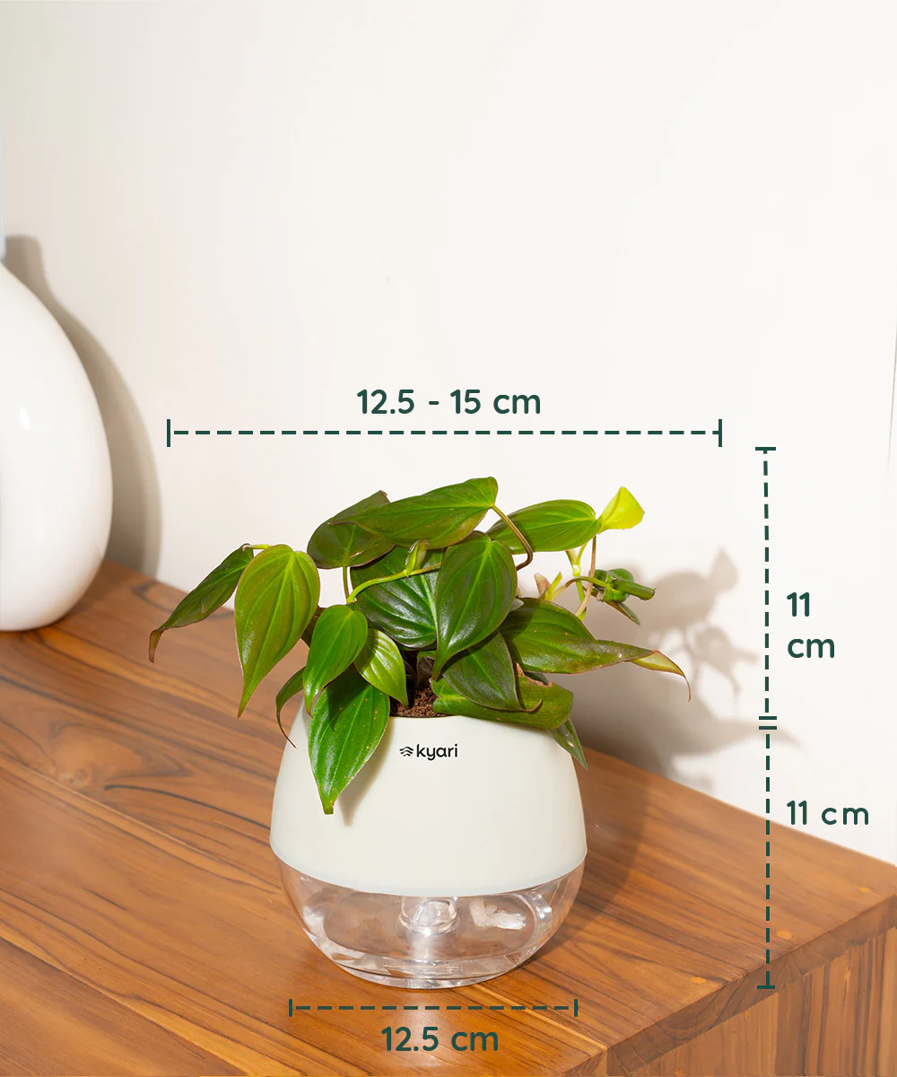 Philodendron Micans Plant With Self Watering Pot - Image 44