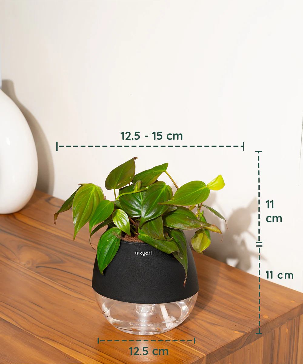 Philodendron Micans Plant With Self Watering Pot - Image 51