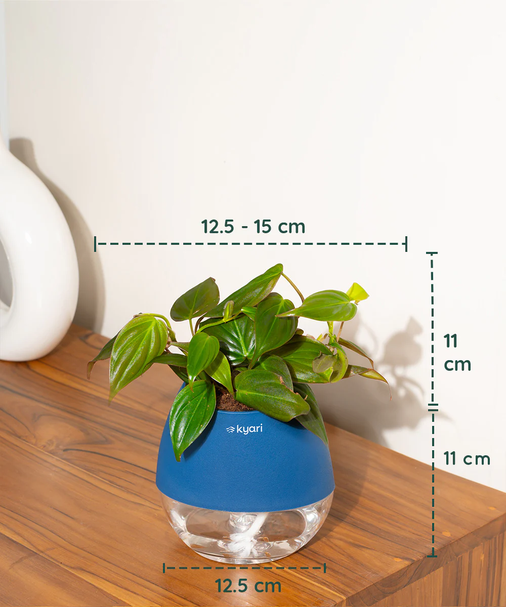 Philodendron Micans Plant With Self Watering Pot - Image 58