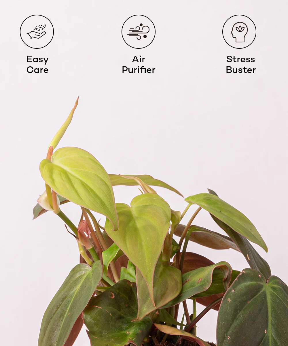 Philodendron Micans Plant With Self Watering Pot - Image 6