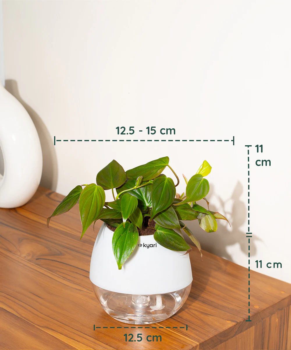 Philodendron Micans Plant With Self Watering Pot - Image 65