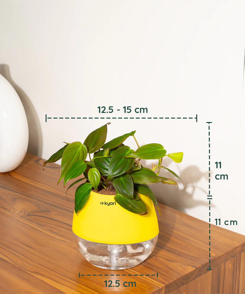 Philodendron Micans Plant With Self Watering Pot - Image 72
