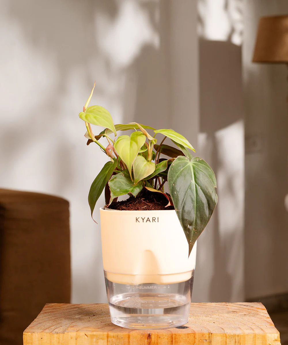 Philodendron Micans Plant With Self Watering Pot - Image 8