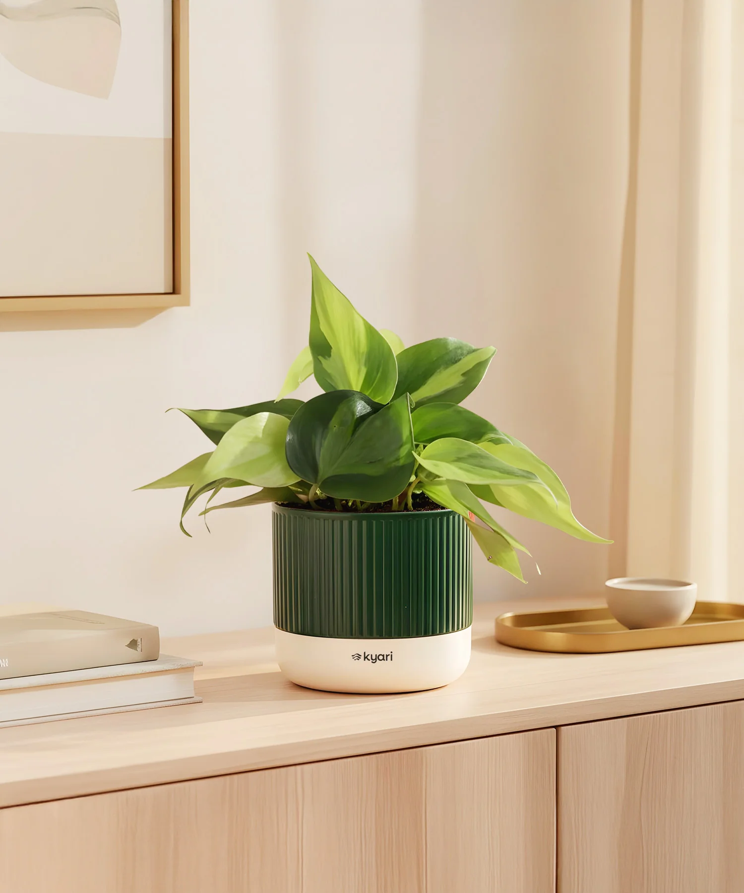 Philodendron Oxycardium Variegated Plant With Mylo Planter