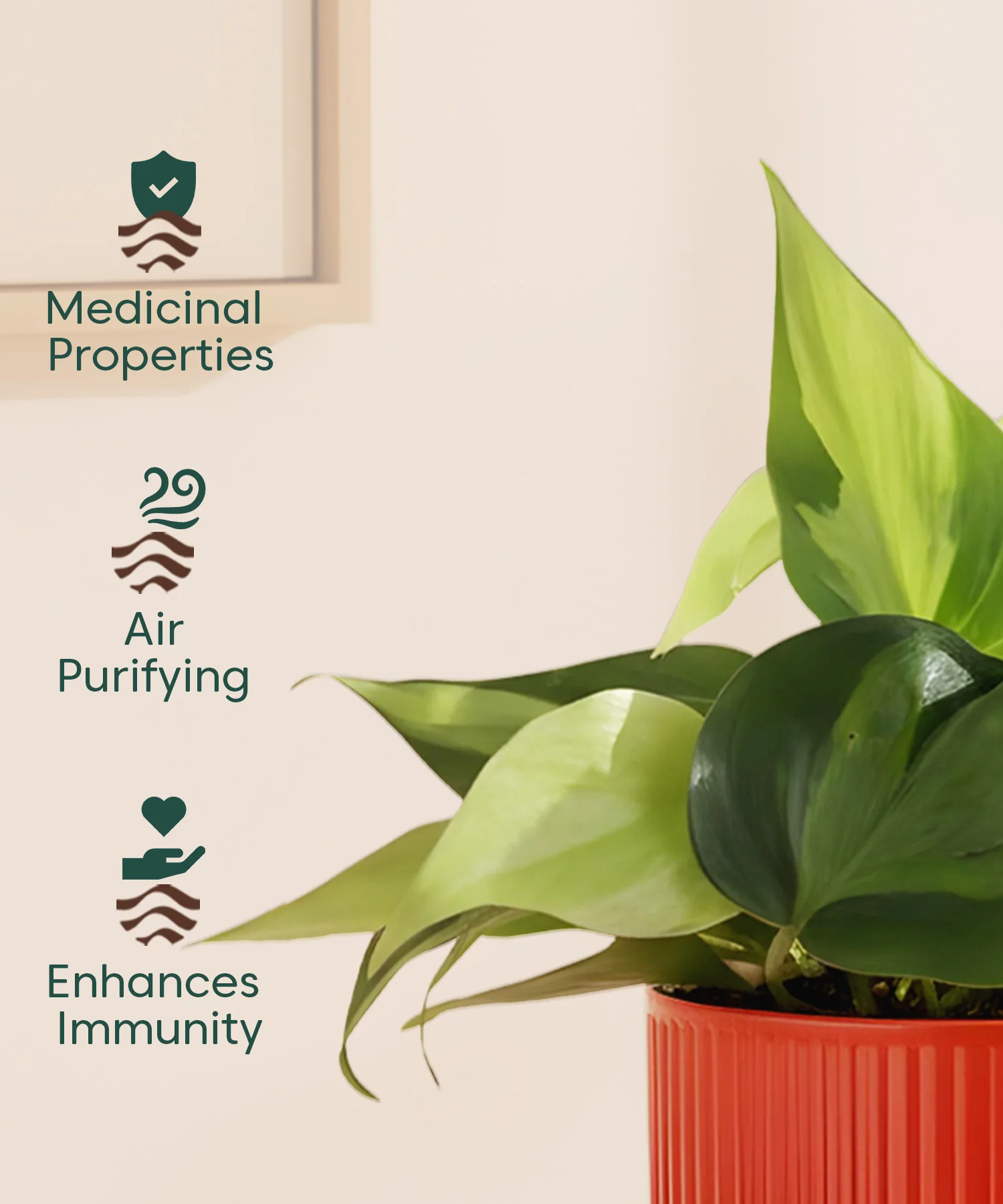 Philodendron Oxycardium Variegated Plant With Mylo Planter - Image 10