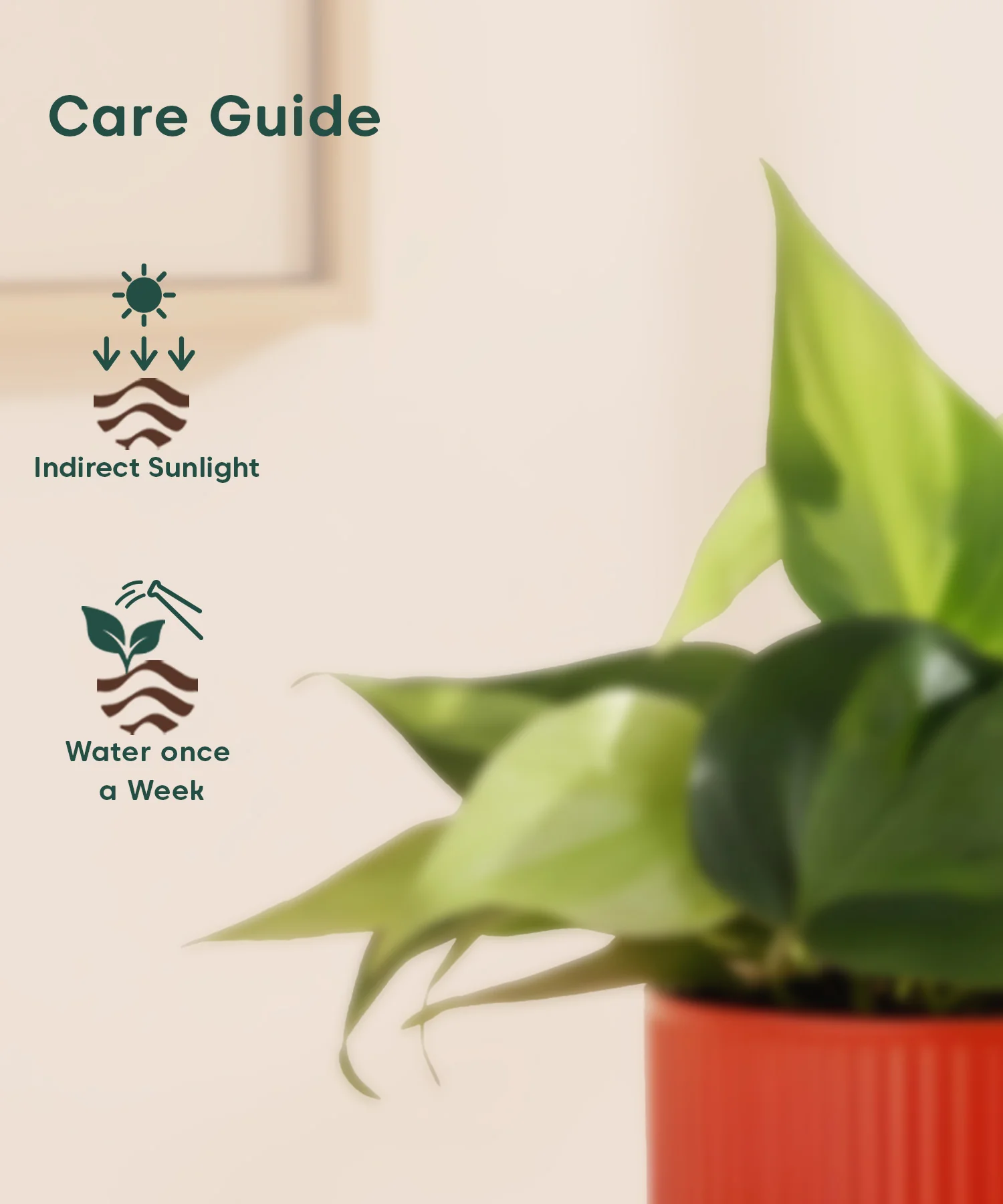 Philodendron Oxycardium Variegated Plant With Mylo Planter - Image 11