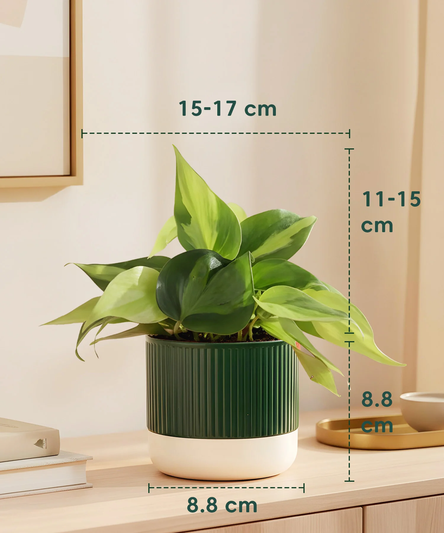 Philodendron Oxycardium Variegated Plant With Mylo Planter - Image 3