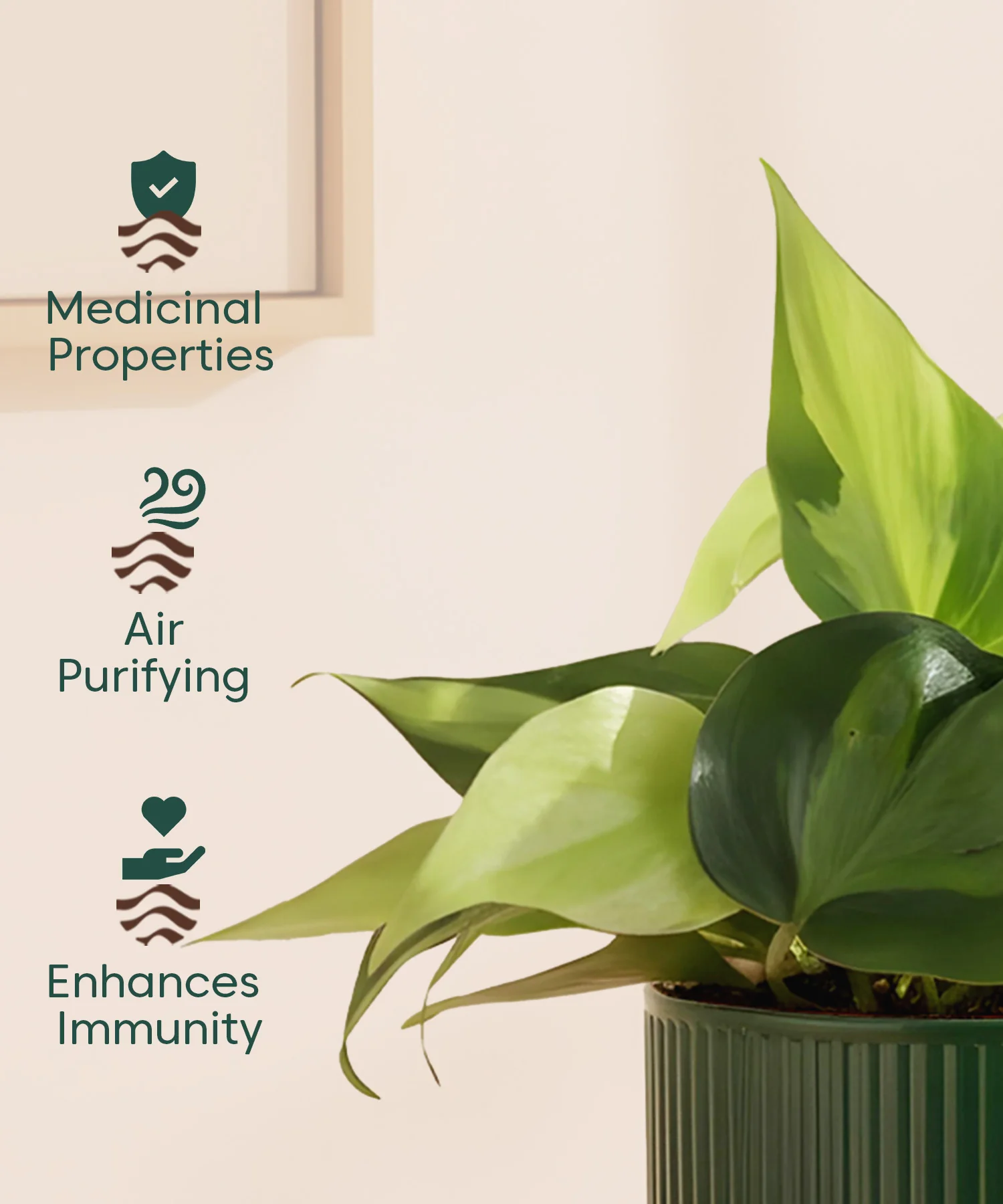 Philodendron Oxycardium Variegated Plant With Mylo Planter - Image 4