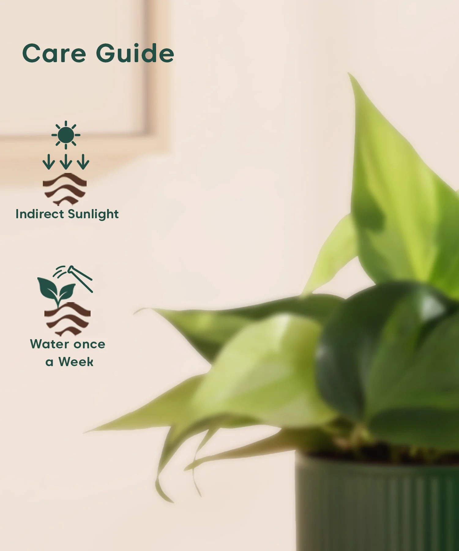 Philodendron Oxycardium Variegated Plant With Mylo Planter - Image 5