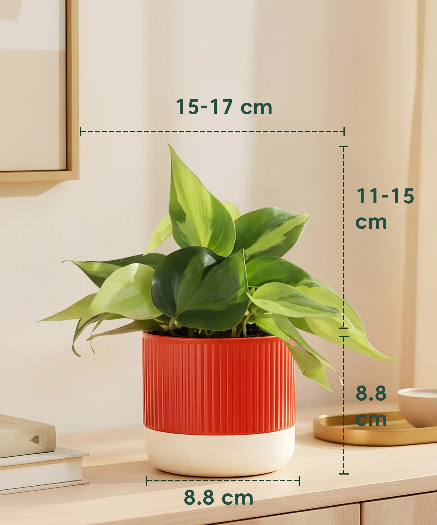 Philodendron Oxycardium Variegated Plant With Mylo Planter - Image 7