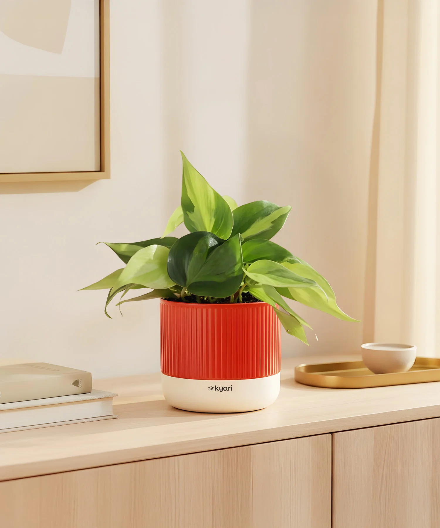 Philodendron Oxycardium Variegated Plant With Mylo Planter - Image 8