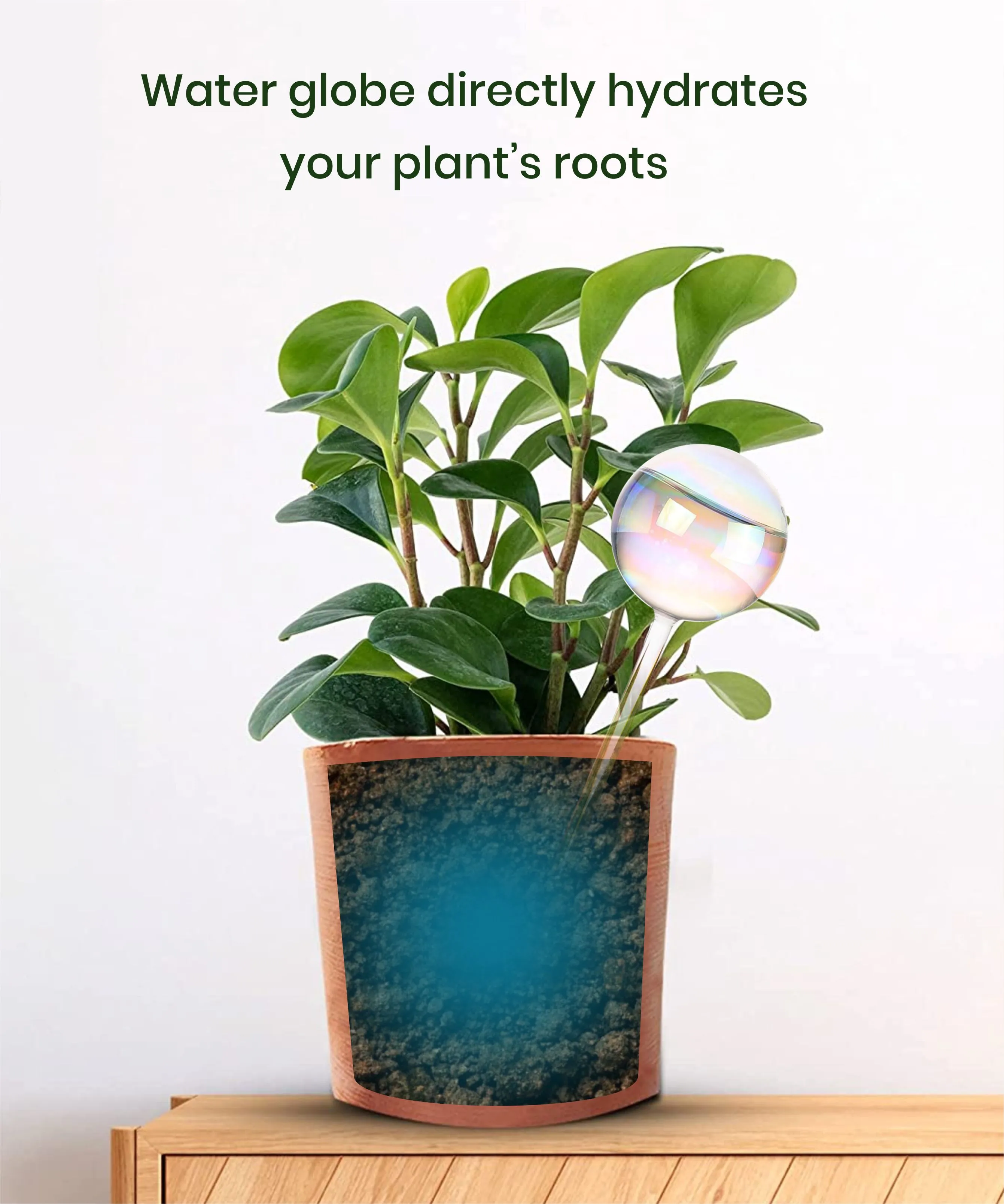 Plant Watering Globe - Image 4