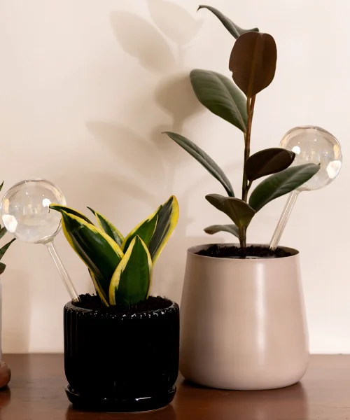 Plant Watering Globe - Image 7