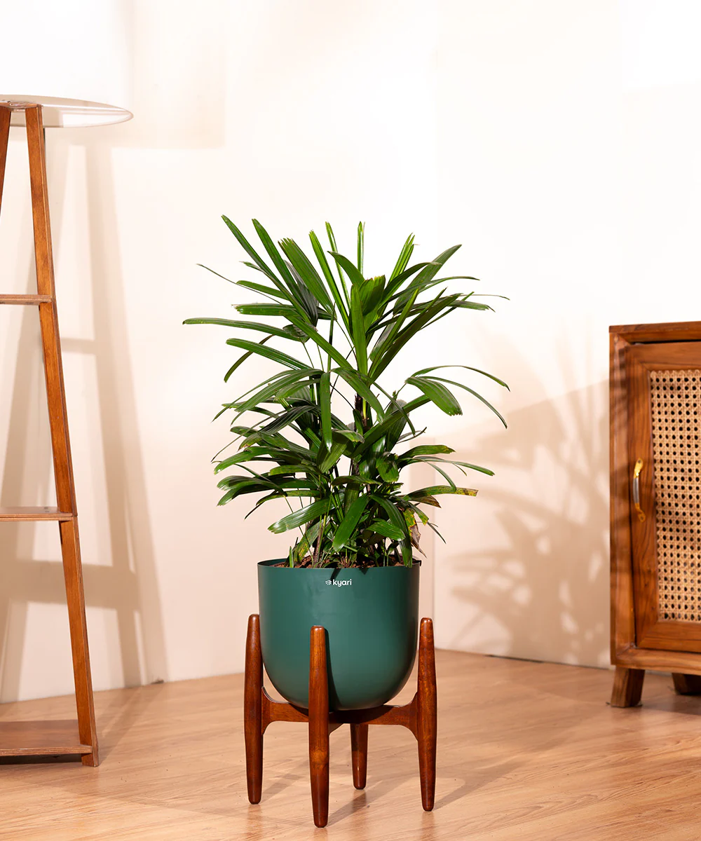 Rhapis palm with Metal Self Watering Pot - Image 12
