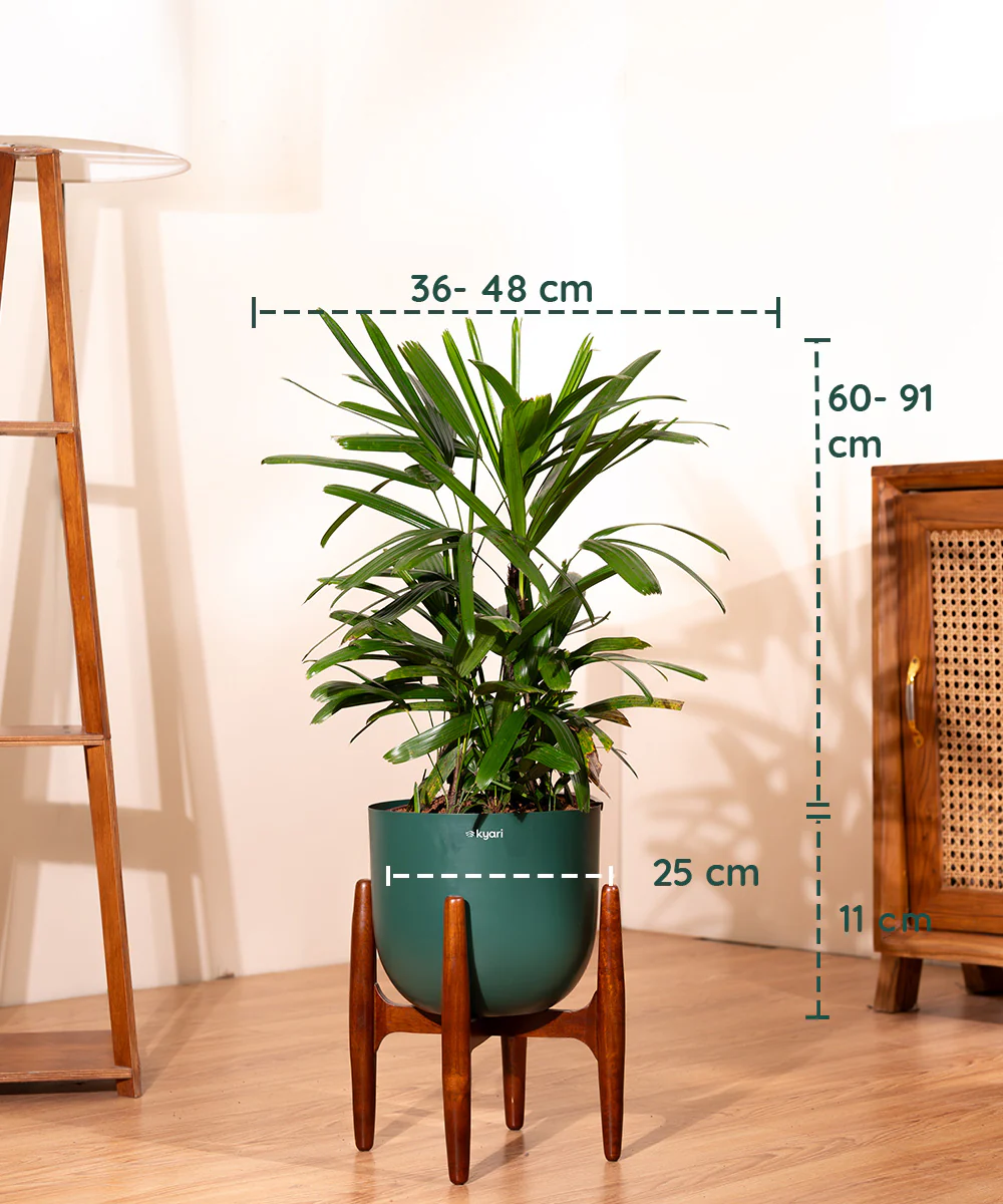 Rhapis palm with Metal Self Watering Pot - Image 13