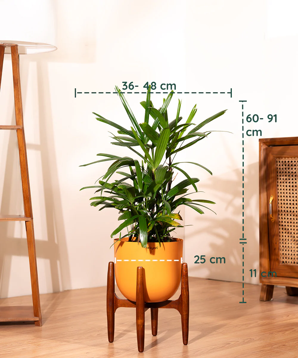 Rhapis palm with Metal Self Watering Pot - Image 18