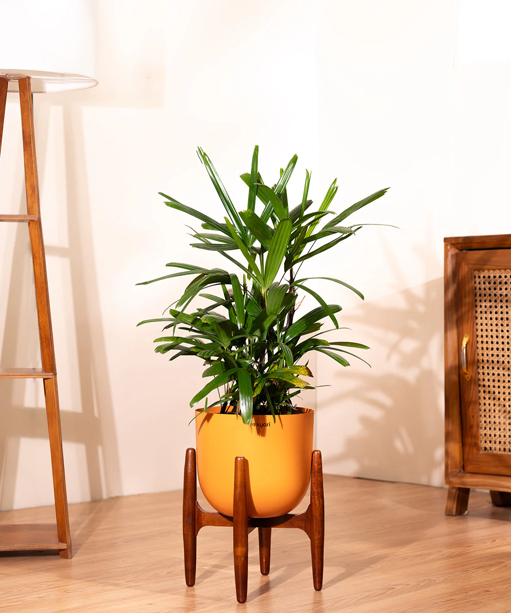 Rhapis palm with Metal Self Watering Pot - Image 19