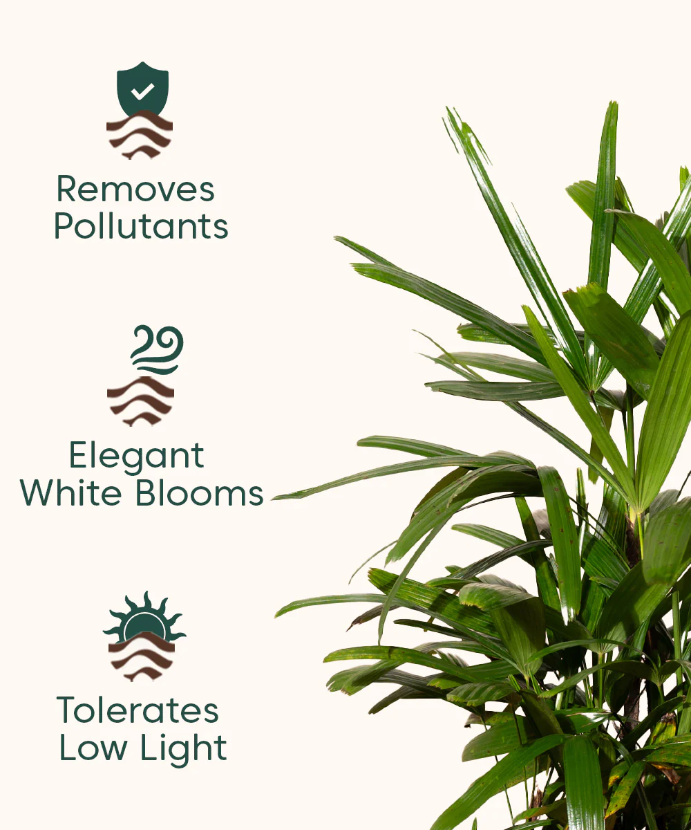 Rhapis palm with Metal Self Watering Pot - Image 21