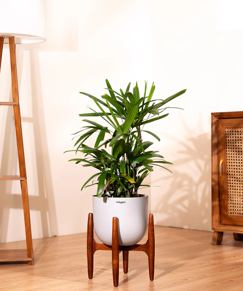 Rhapis palm with Metal Self Watering Pot - Image 25
