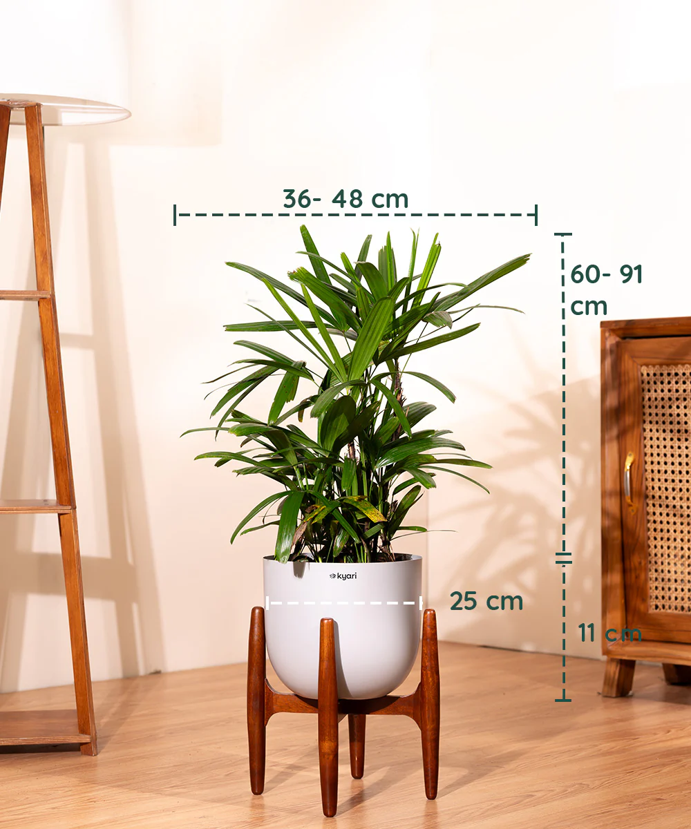 Rhapis palm with Metal Self Watering Pot - Image 27