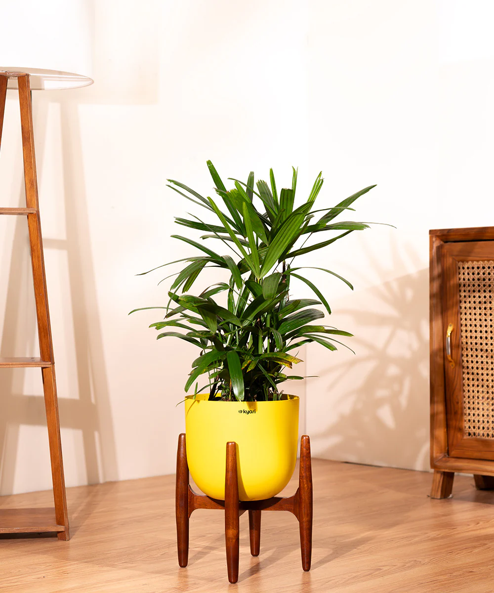 Rhapis palm with Metal Self Watering Pot - Image 30