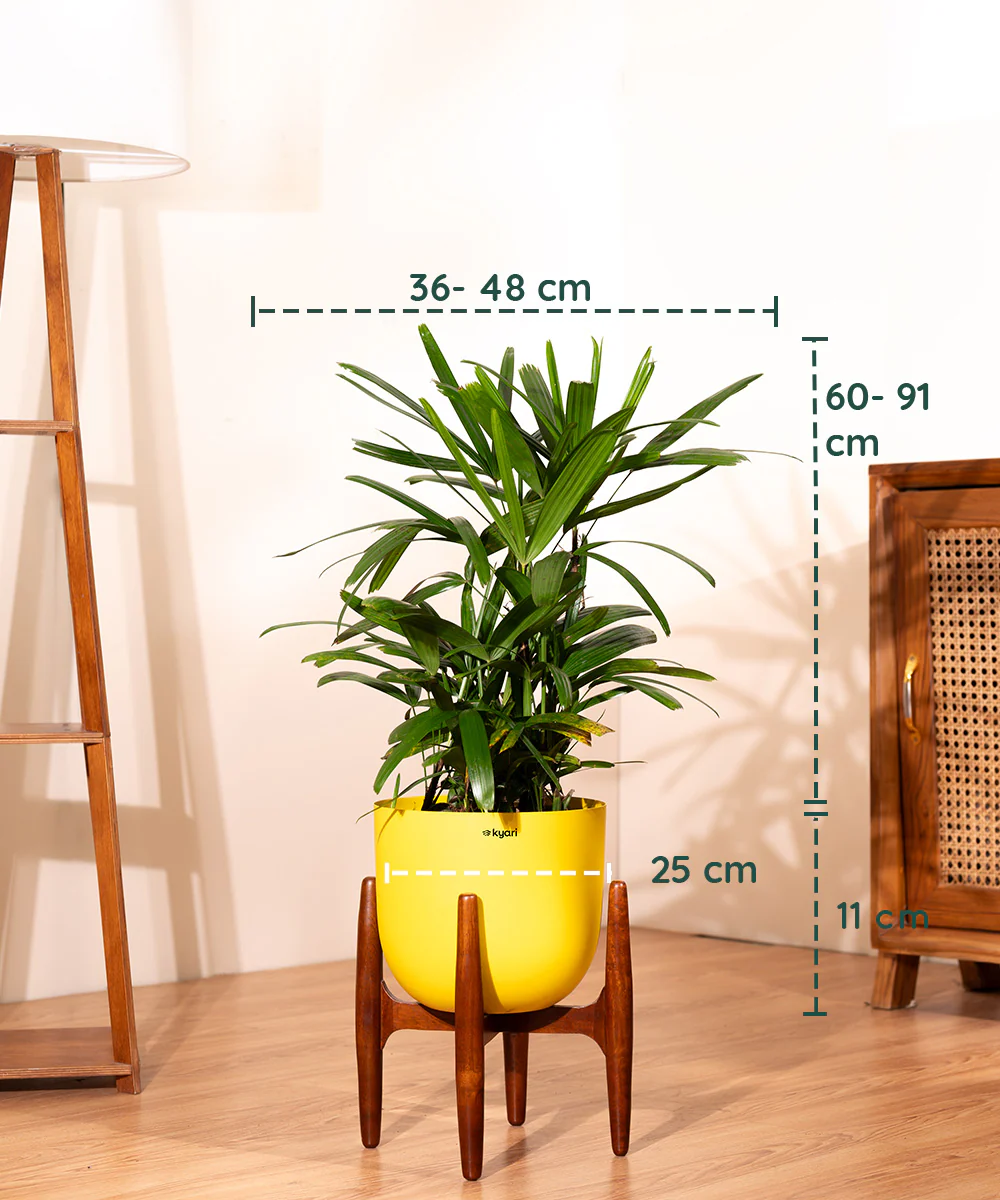 Rhapis palm with Metal Self Watering Pot - Image 31