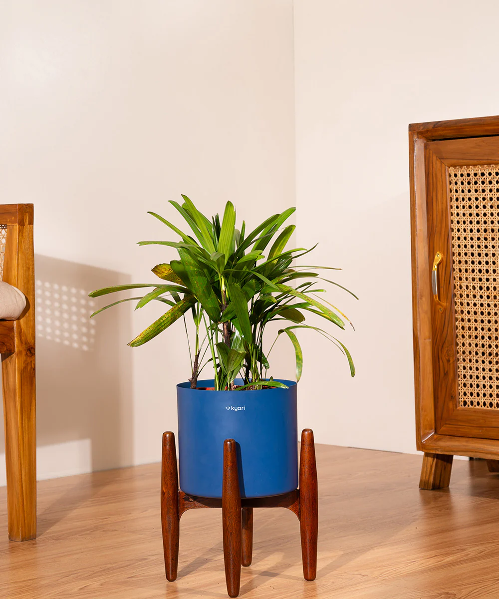 Rhapis palm with Metal Self Watering Pot - Image 37