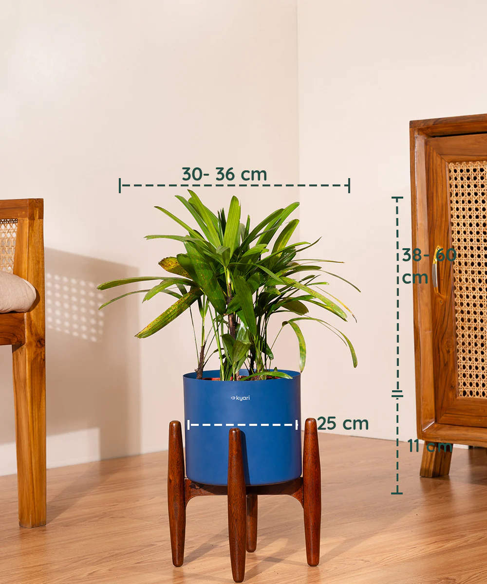 Rhapis palm with Metal Self Watering Pot - Image 39
