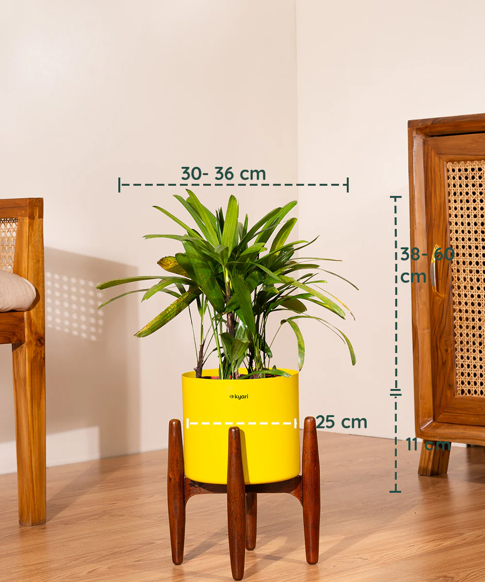 Rhapis palm with Metal Self Watering Pot - Image 45