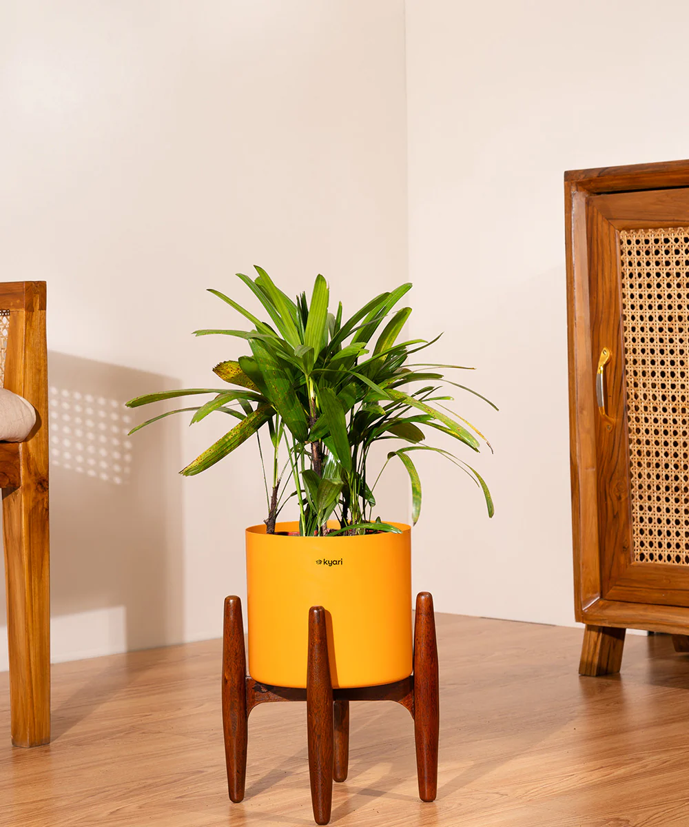 Rhapis palm with Metal Self Watering Pot - Image 49