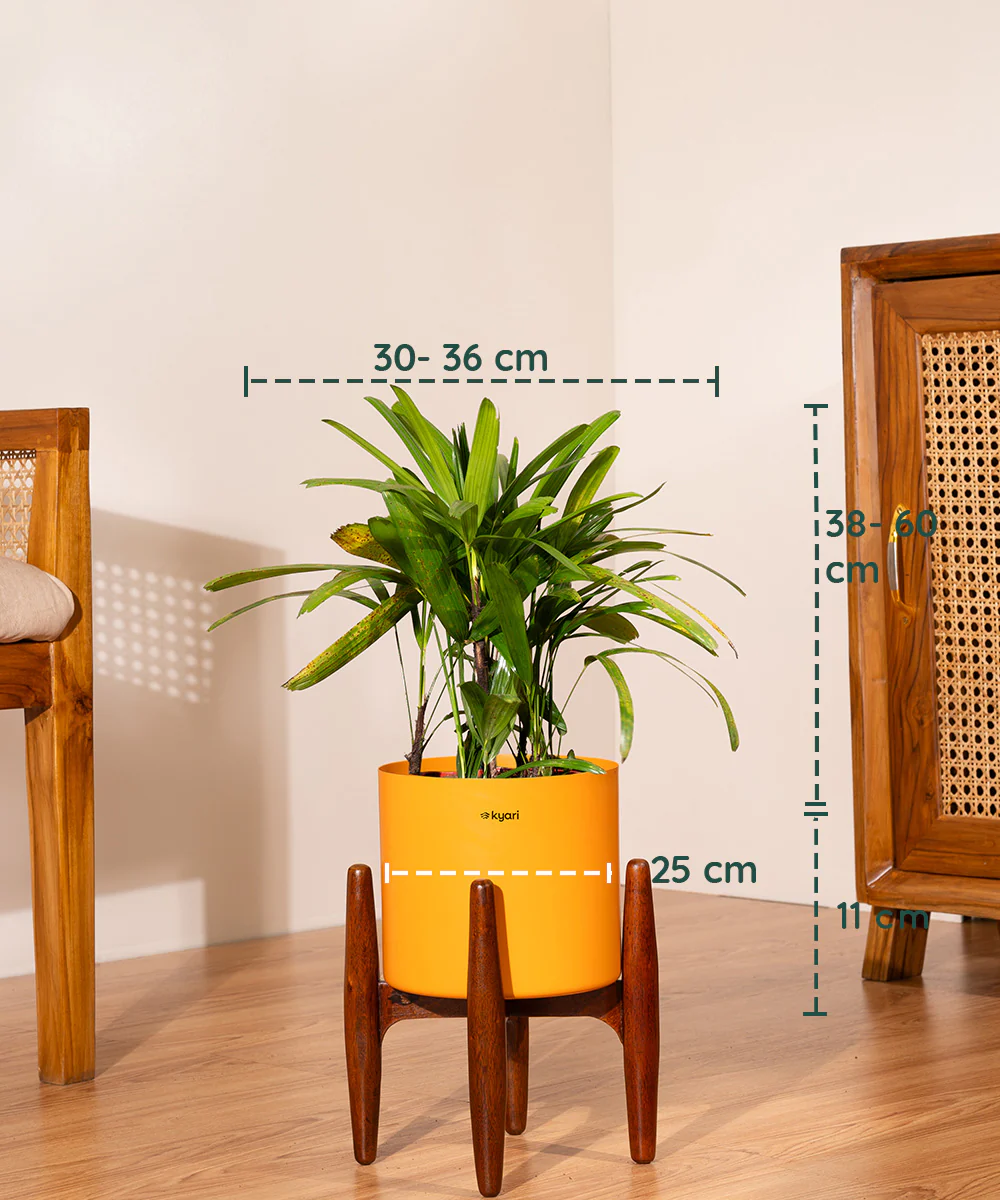 Rhapis palm with Metal Self Watering Pot - Image 51