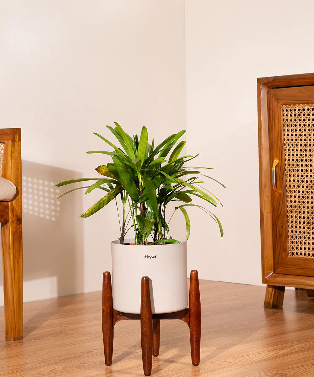 Rhapis palm with Metal Self Watering Pot - Image 55