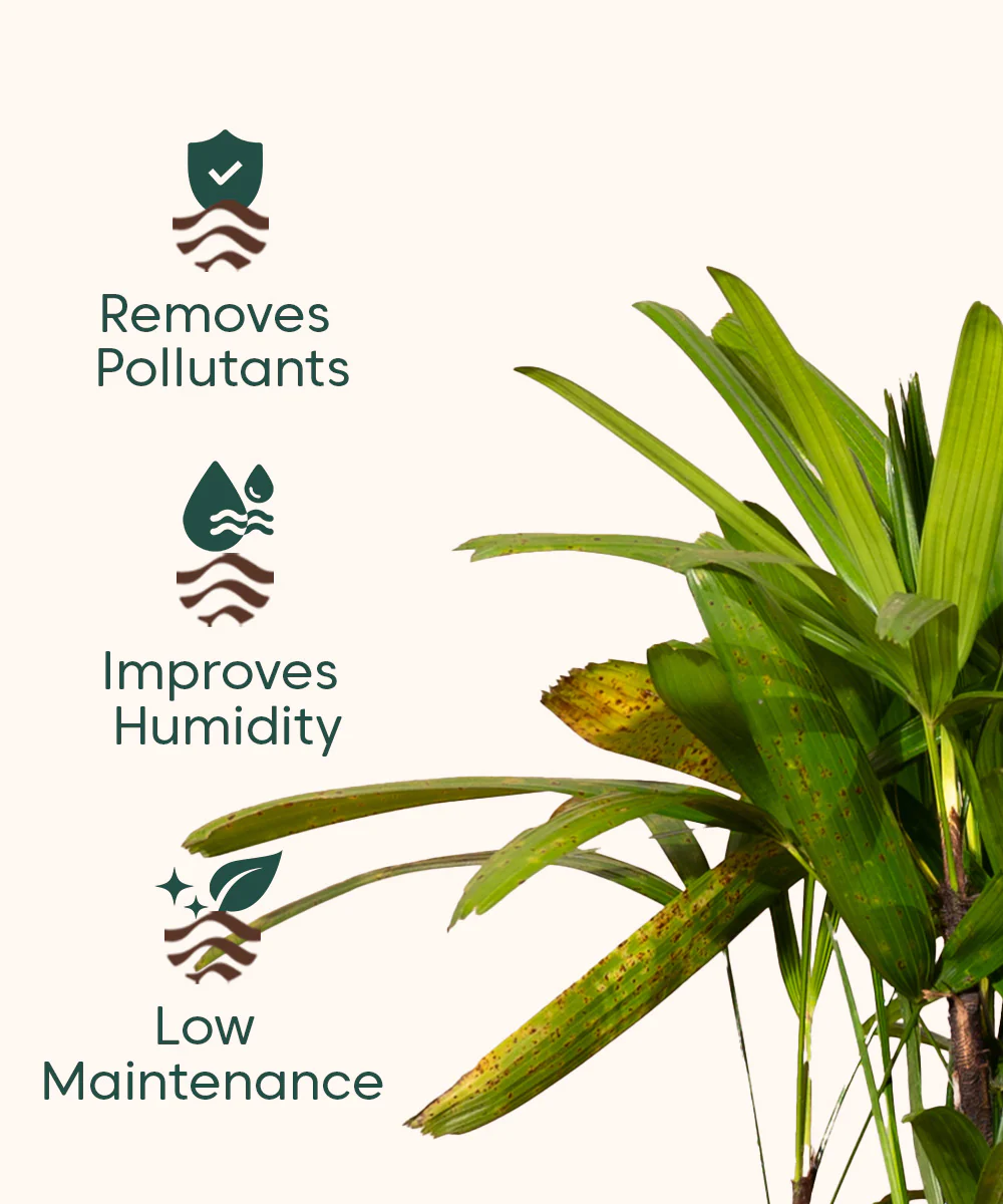 Rhapis palm with Metal Self Watering Pot - Image 58