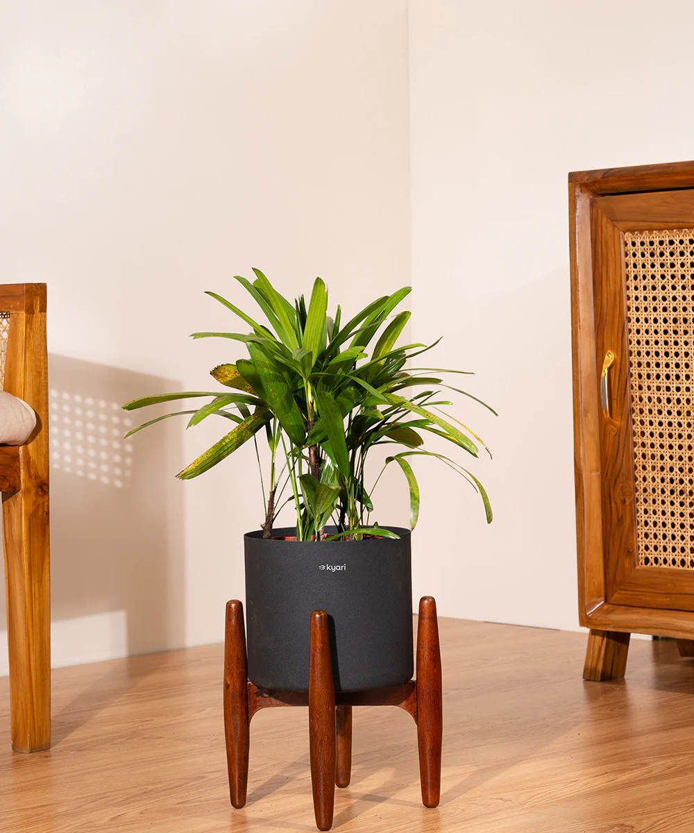 Rhapis palm with Metal Self Watering Pot - Image 61