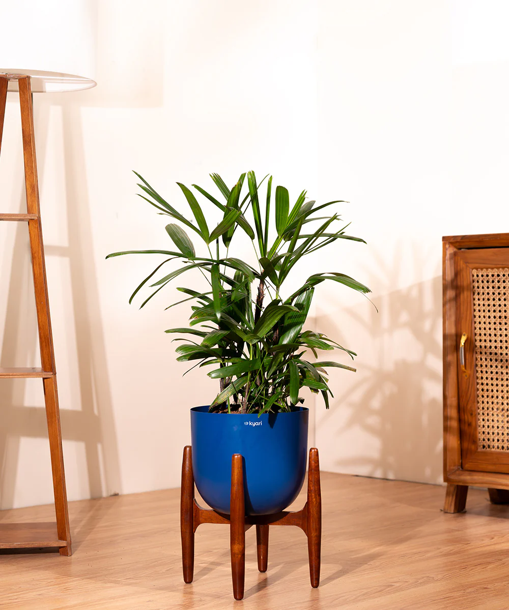 Rhapis palm with Metal Self Watering Pot - Image 7