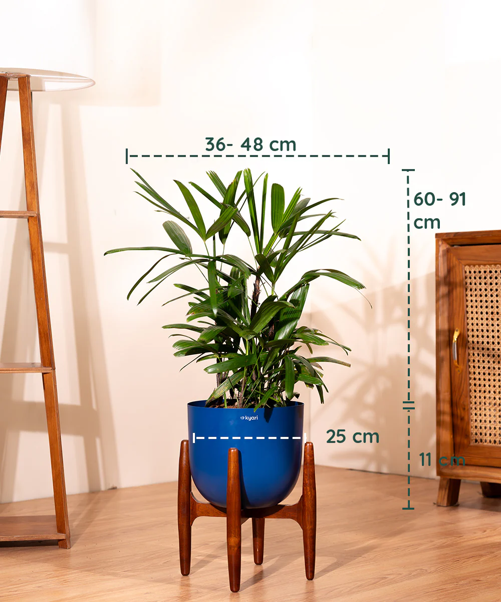 Rhapis palm with Metal Self Watering Pot - Image 8