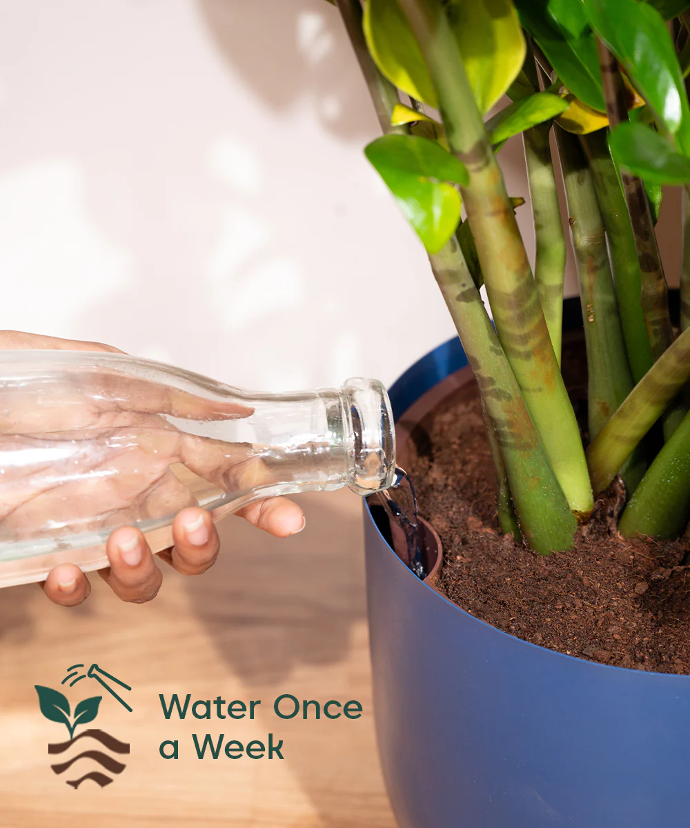 Rhapis palm with Metal Self Watering Pot - Image 9