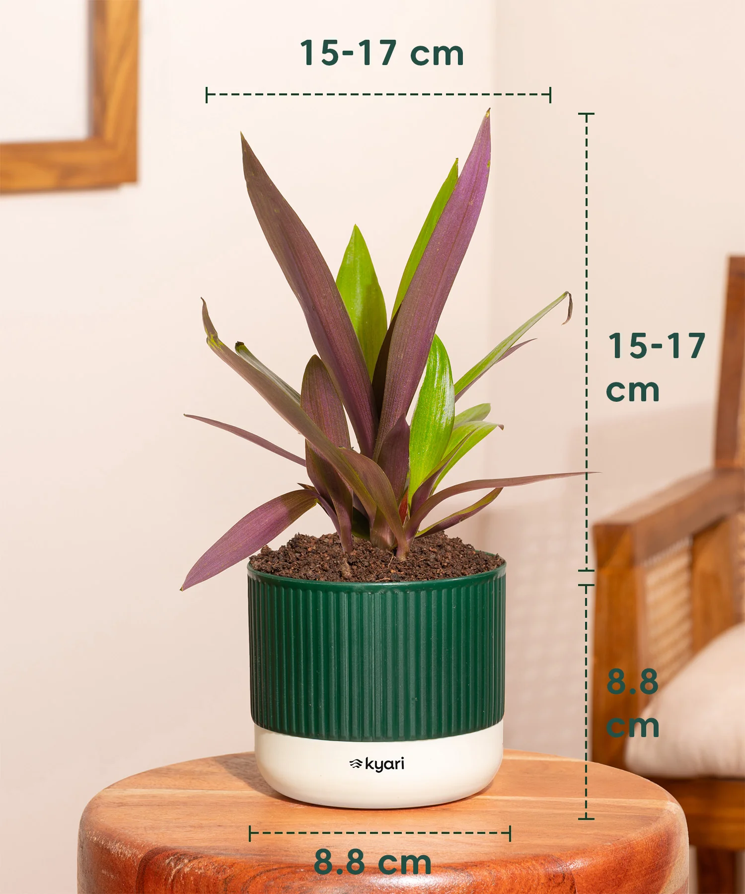 Rhoeo Tricolor Plant With Mylo Planter - Image 11