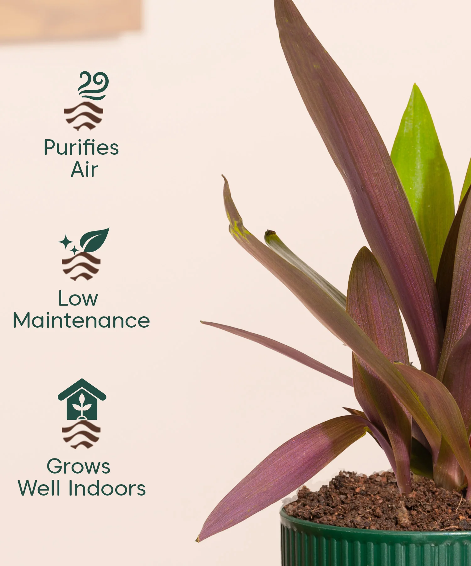 Rhoeo Tricolor Plant With Mylo Planter - Image 12