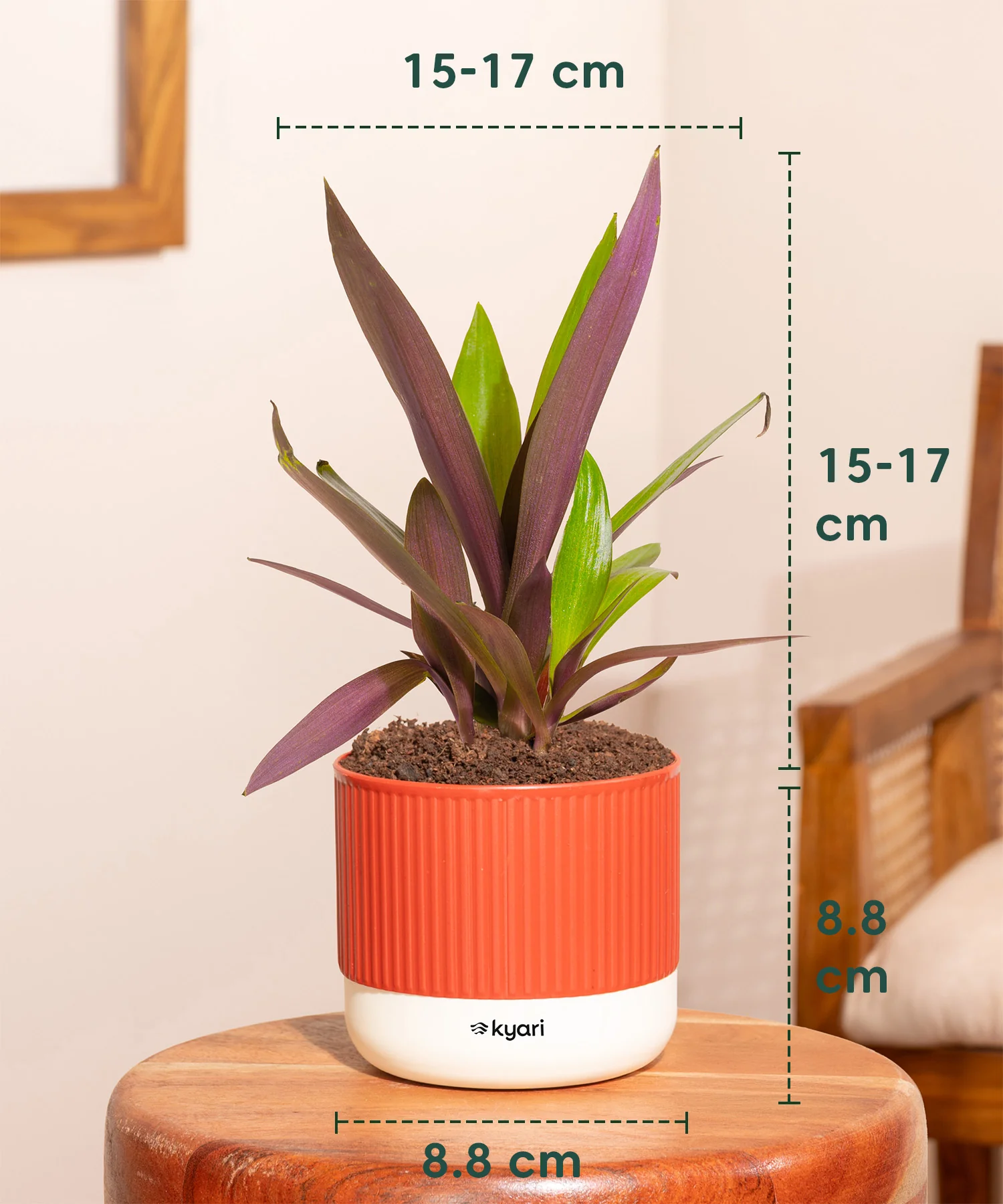 Rhoeo Tricolor Plant With Mylo Planter - Image 4