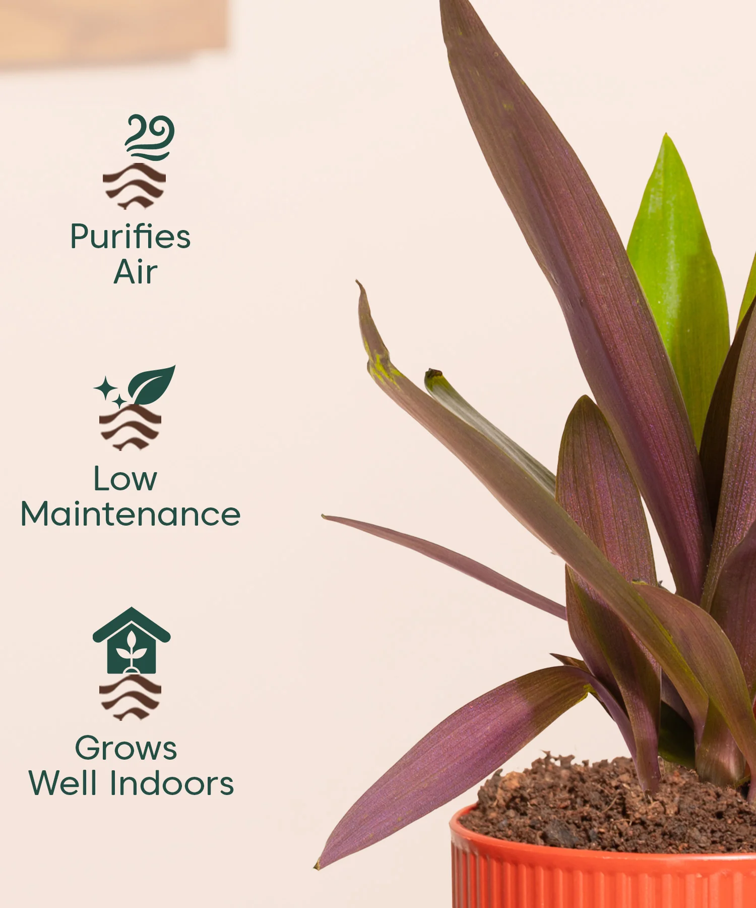 Rhoeo Tricolor Plant With Mylo Planter - Image 5