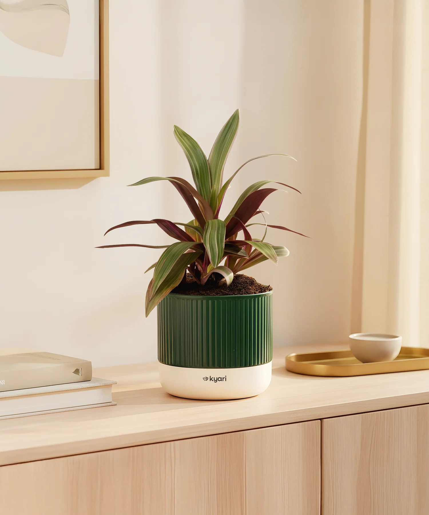 Rhoeo Tricolor Plant With Mylo Planter - Image 8