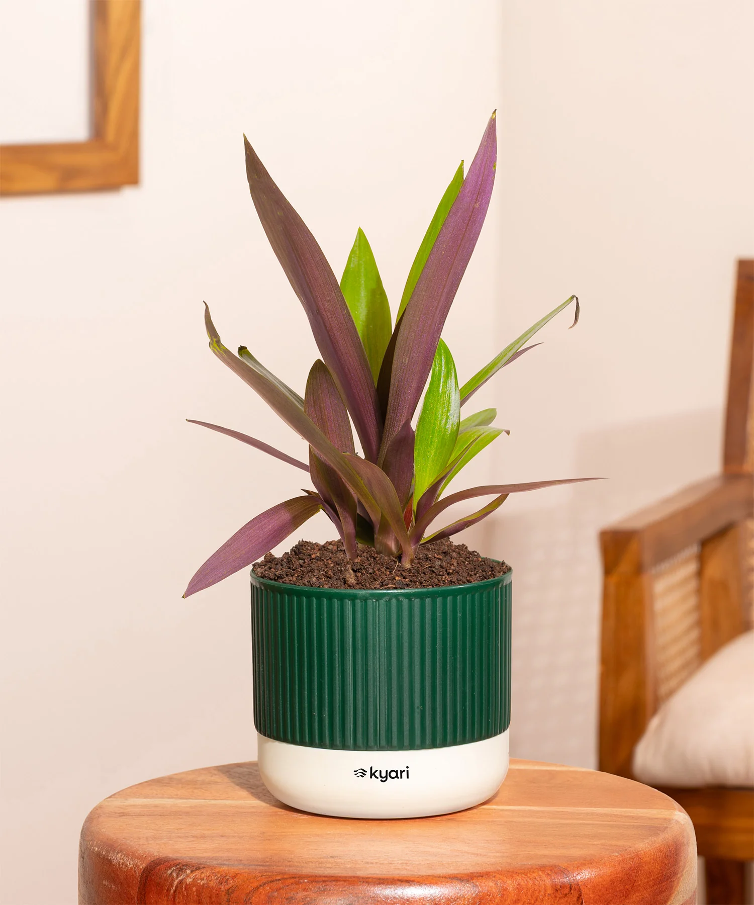 Rhoeo Tricolor Plant With Mylo Planter - Image 9