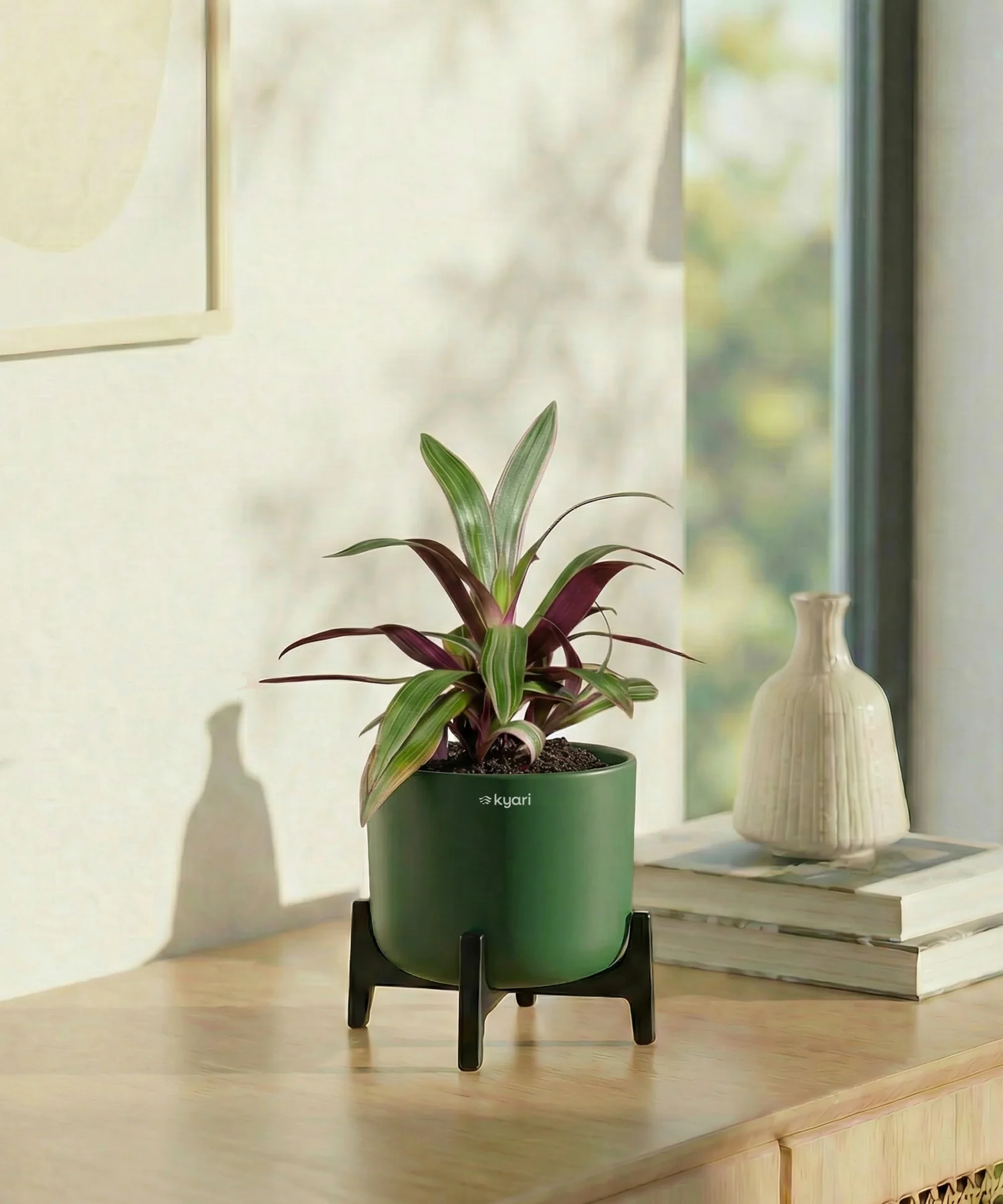 Rhoeo Plant with Aira Pot - Image 11
