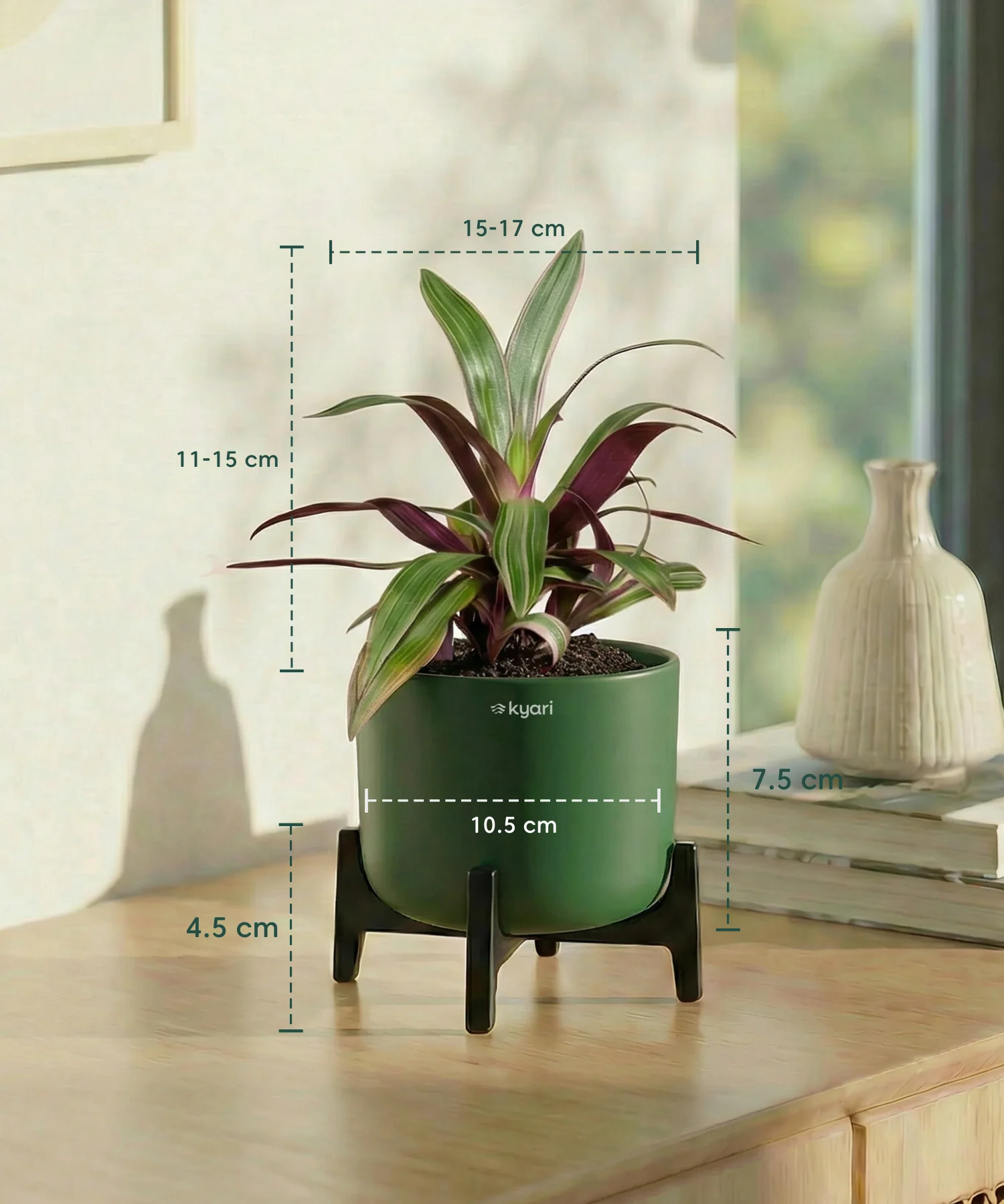 Rhoeo Plant with Aira Pot - Image 13