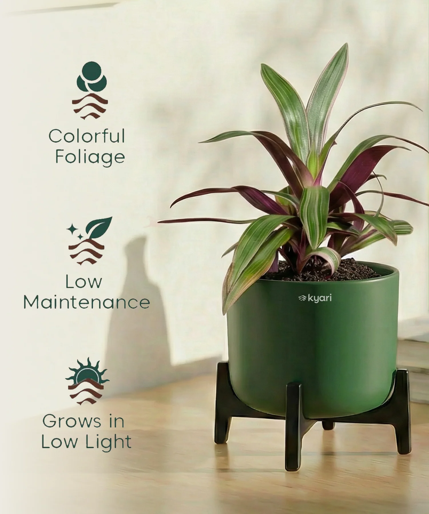 Rhoeo Plant with Aira Pot - Image 14
