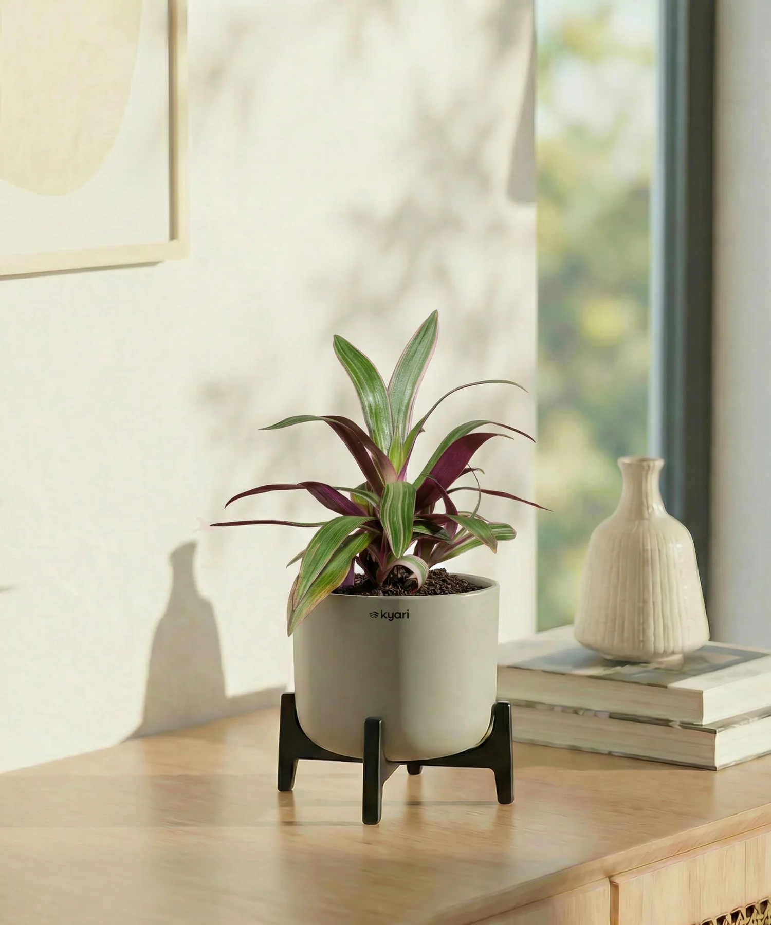Rhoeo Plant with Aira Pot - Image 16